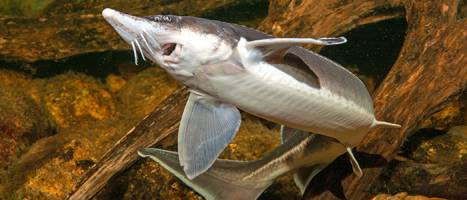 Erbgut des St�rs entschl�sselt