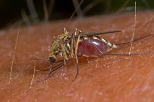 Europäische Forscher fordern: Umweltfreundlichkeit des Mückenbekämpfungsmittels Bti muss weiter überprüft werden