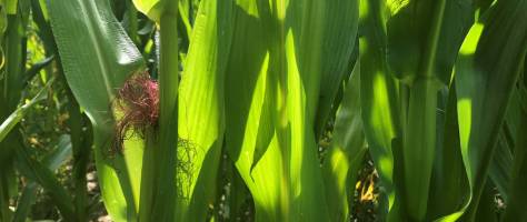 European and American maize: same same, but different
