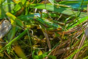 Fahrplan gegen das Insektensterben