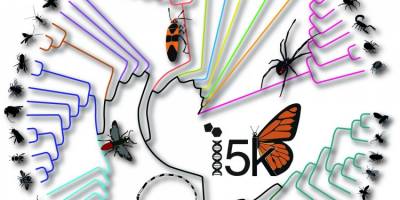 Forscher rekonstruieren 500 Millionen Jahre der Insektenevolution