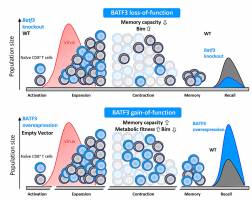 Ged�chtnistraining f�r das Immunsystem
