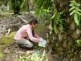 Geheimes Leben zwischen Ölpalmenwedeln - eine Oase für Kleinstlebewesen