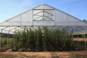 Gehören Tomaten in den Kühlschrank?