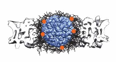 Gro�e Molek�le brauchen mehr Helfer f�r ihren Transport durch die Kernpore in den Zellkern
