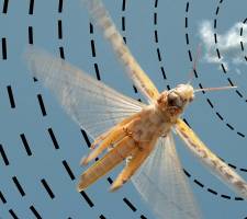 Heuschrecken navigieren mit doppeltem Kompass