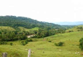 How much forest does biodiversity need in cultivated landscapes?