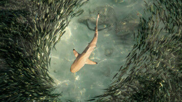 Hunger macht draufg�ngerisch