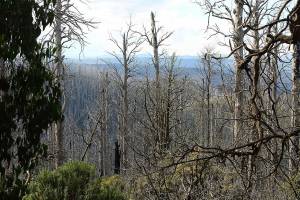 In W�ldern nicht aufr�umen