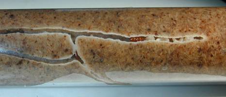 Käfer kooperieren bei der Brutpflege