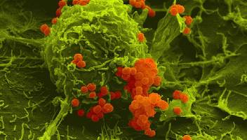 Kleines Protein, große Wirkung