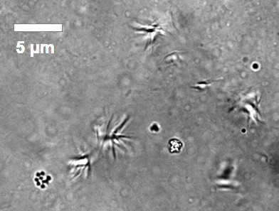 Kohlenwasserstoffe der Ameise  Myrmica rubra  k�nnen Kristalle bilden - unter de