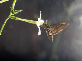 Luftverschmutzung macht Bl�tenduft f�r Falter unattraktiv