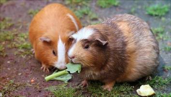 Mitgefressener Mineralstaub hinterl�sst charakteristische Abnutzungsspuren an Tierz�hnen