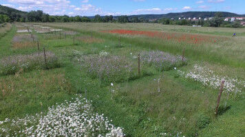 More plant diversity, less pesticides