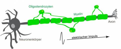 Myelin optimiert zuverl�ssige Informationsverarbeitung im Gehirn
