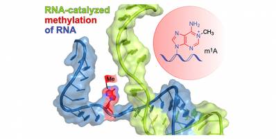 Neues Ribozym aus dem Labor