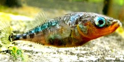 Parasiten-Infektion stört das Fluchtverhalten in Fischschwärmen