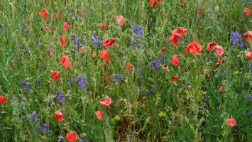Pflanzenvielfalt in Deutschland auf dem R�ckzug