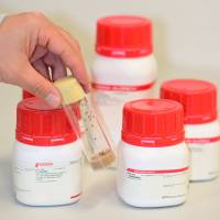 Positiver Wirkfaktor hinter reduzierter Nahrungsaufnahme identifiziert