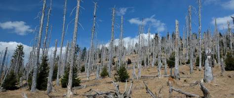 Satellite images display changes in the condition of European forests