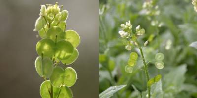 Schnelle Evolution unter Klimawandel