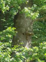 Schon vor 200 Jahren geschätzt: alte Bäume als Lebensraum für Tiere und Pflanzen