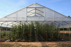 There is a lot of debate about the correct storage of tomatoes    Photo: Divisio