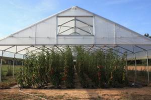 Should tomatoes go in the fridge?