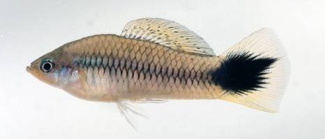 Sigmar Gabriel zu Covid-19