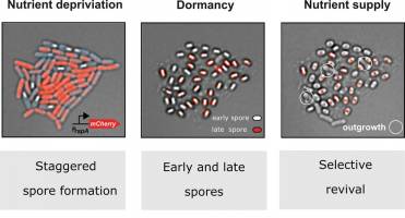 Sporenbildung im Zeitraffer