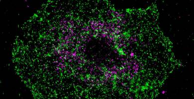 Steuerungsmolek�l in Blutpl�ttchen identifiziert