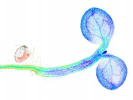 Stoffwechsel�nderungen in Pflanzen live erleben