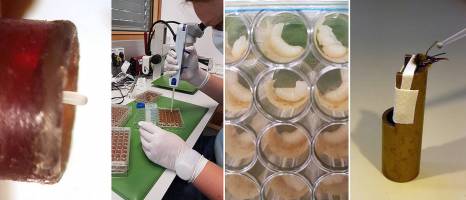 Süße Einblicke in den Geschmackssinn der Bienen