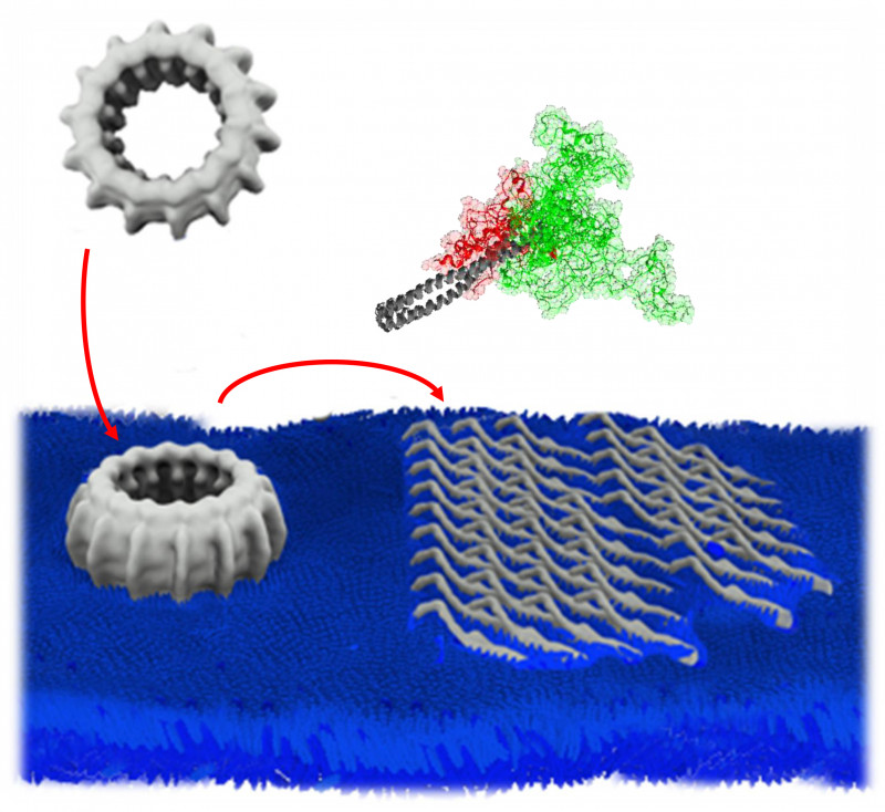 Viele IM30-Proteine bilden einen Ring, der an die Membranoberfl�che bindet und d