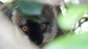 The seductive scent of sweet fruits