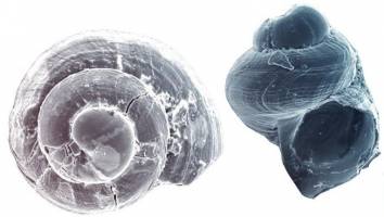 Umweltbedingungen beeinflussen Nachwuchsformen bei Schneckenart