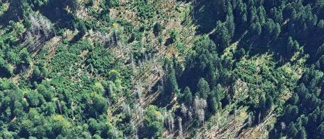 Waldschäden haben auch ihr Gutes