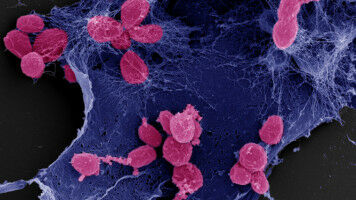 Water bacteria have a green thumb