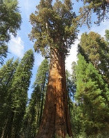 Riesenmammutbaum im Sequoia National Forest, USA. Foto: Plant Biomechanics Group