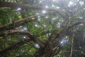 Wie groß ist Neuguineas artenreicher Schatz?