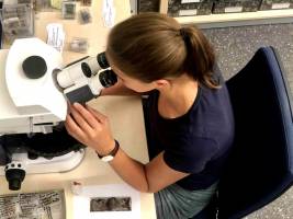 Wie Saurierforschung der Medizin helfen kann