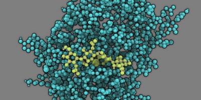 Wie sich ein Pilz im Körper unsichtbar macht