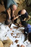 Zinkisotopie in Zahnschmelz: Neue Methode zur Rekonstruktion der Ernährungsweise fossiler Wirbeltiere