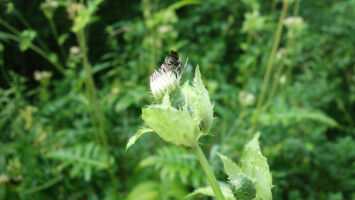 Zombification of plants