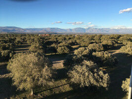 Ausgewogene N�hrstoffbilanz mildert den Pflanzendurst