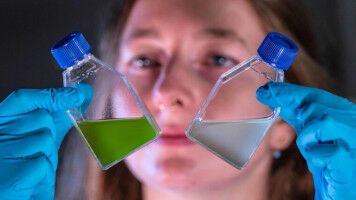 Bakteriengift macht Algen blind