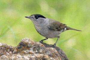 Britische und Irische Gärten - ein Winterparadies für Mönchsgrasmücken