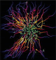 Das Start-Stopp-System jagender Immunzellen