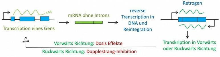 Das untersch�tzte Mutationspotential der Retrogene